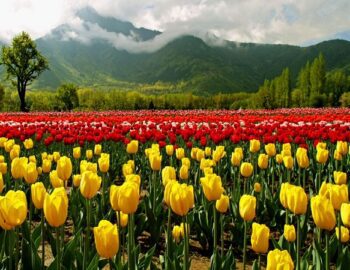 Kashmir-Paradise-Tour