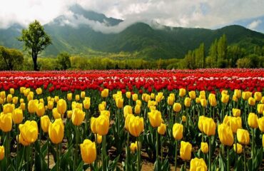 Kashmir-Paradise-Tour